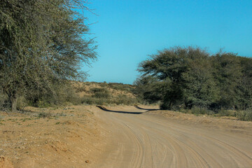 Open dirt road in the Kgalagadi