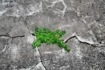 illustration of a green sprout on the background of asphalt, concrete