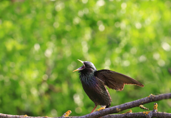 A starling on a branch ventilates its wings.