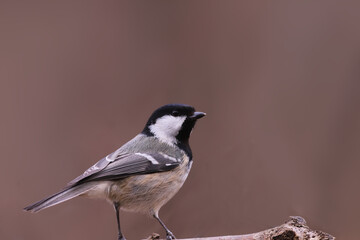 Coal tit on a branch, on a blurred brown background...