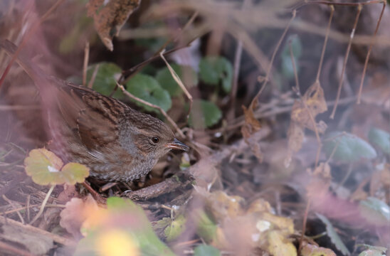 A small bird - Dunnock sits under the bushes and rarely goes out into the free space.