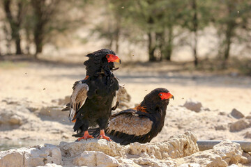 Adult Bateluer Eagle, Kgalagadi