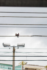 couple of birds known as rolinha, in a wired in Rio de Janeiro.