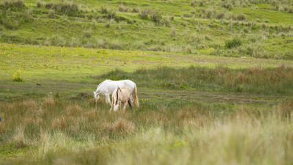 Obraz na płótnie Canvas White horses grazing grass in field cusco peru