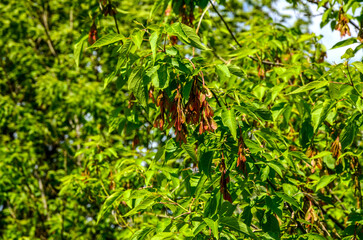 Boxelder maple - Latin name - Acer negundo