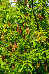 Boxelder maple - Latin name - Acer negundo