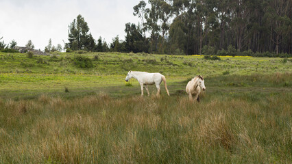 White horses walking grazing grass in field cusco peru