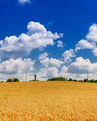 Fototapeta premium Beautiful wheat field on a sunny day. Grain Harvest Ukrainian landscape.