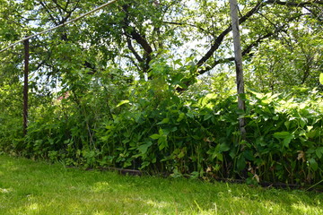View of an neglected suburban area behind a fence made of metal mesh netting on a sunny summer day. Thickets of tall grass and bushes under a sprawling big old apple tree. Abandoned cottage