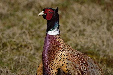 Wandaufkleber Fazant - Pheasant © Holland-PhotostockNL
