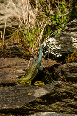 slender lizard in the rock