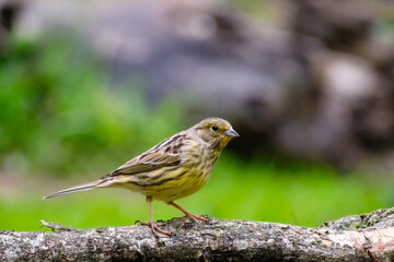 Geelgors - Yellowhammer