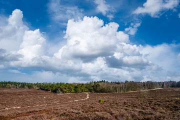 Fototapeten Tonnenberg - Zwolse bos bij Speuld © Holland-PhotostockNL