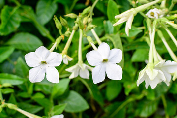 Many delicate white flowers of Nicotiana alata plant, commonly known as jasmine tobacco, sweet...