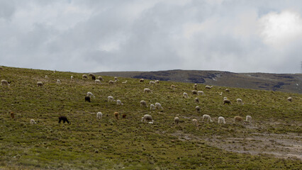 Many white and black Alpacas and llamas grazing on grassy flatlands - Apurimac, Pampas Galeras, Peru