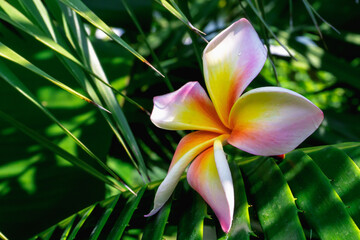 Bright plumeria flower and green palm leaves.