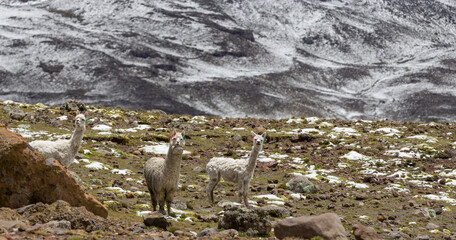 2 Llamas and alpaca sanding in forzen terrain - Pampas Galeras Peru