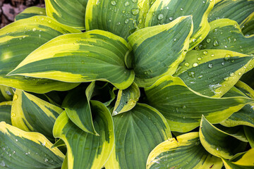 Leaves of Hosta Cultivar 'Wolverine' in Spring