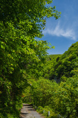 新緑の森林と山道