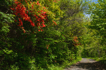 森の中の道に咲くツツジ