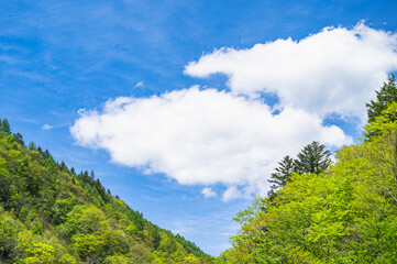 初夏の青空と大きな白い雲
