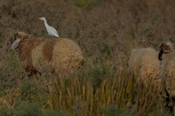 egret on sheep