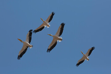 pelicans on migration