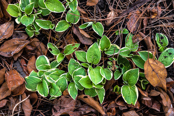 Leaves of Hosta Cultivar 'Dixie Chic-a-dee' in Spring - obrazy, fototapety, plakaty