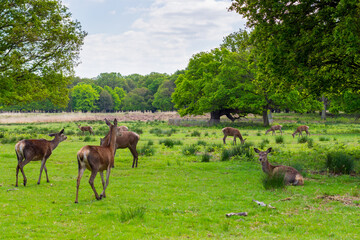 red deer,Cervus elaphus in richmond park, london