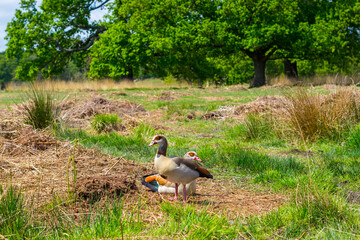 geese in a london park, spring time