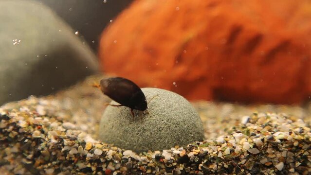 Black Diving Beetle, Agabus bipustulatus.
It's able to get air from the surface and make a bubble under its wings, the bubble is also known "physical gill"
Creatures live in a pond, river.
Insects