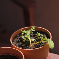 Vegetable and fruit cuttings in a pot