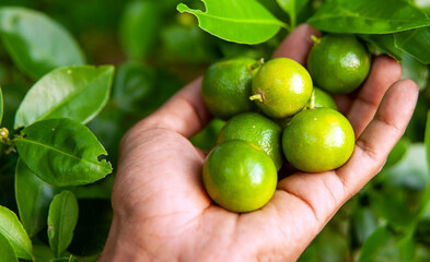 Handful of hand picked green and yellow limes closer to lime tree