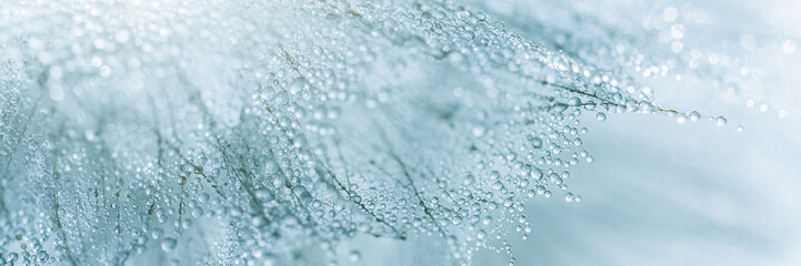 Obraz premium Macro nature. Beautiful dew drops on dandelion seed macro. Beautiful soft background. Water drops on parachutes dandelion. Copy space. soft focus on water droplets. circular shape, abstract background