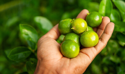 handful of green limes