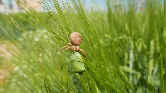 Running crab spider killing green forest bug in barley field