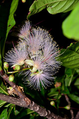 石垣島のサガリバナ