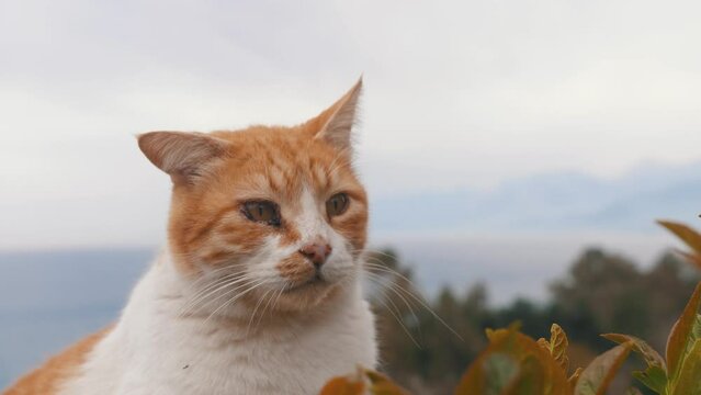 Orange street cat with sore eyes