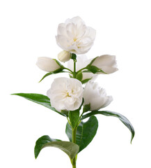 Fototapeta premium Jasmine flower, isolated on white background. Branch of white terry jasmine flowers.