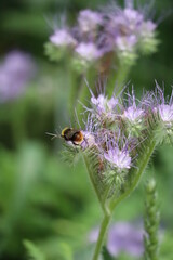 Early bumblebee on Phacelia
