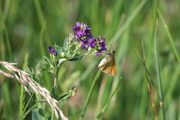Large skipper butterfly on Alfalfa