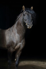 Fototapeta na wymiar Andalusian horse portrait with a bridle on dark background