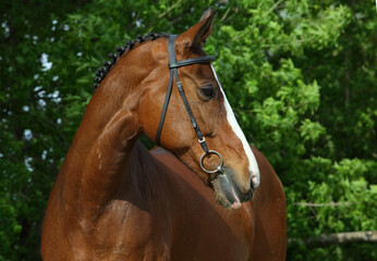 Fototapeta premium Thoroughbrd horse walks and rest in summer ranch paddock