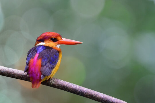 oriental dwarf (Ceyx erithaca) or  black-backed or three-toed kingfisher beautiful mutiple colors bird perching on wooden granch over bokeh background