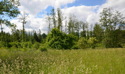 Wiesen - Felder - Wälder unter Himmelblau mit weißen Wolken im Frühling 
