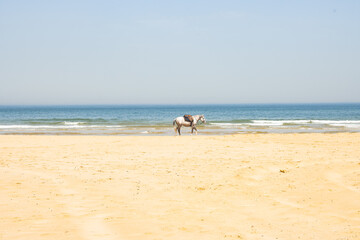Sandy beach on the black sea
