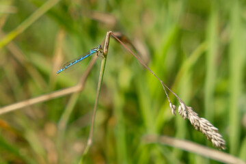 very small blue dragonfly (damselfly) resting on a grass in an organic garden