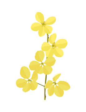 vector illustration yellow flower 