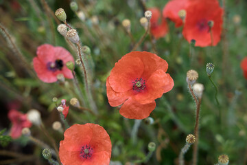 Obraz premium Wide view of a poppy bunch in nature 