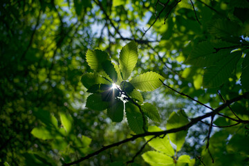 Chestnut leaves in the sun backlit in the forest